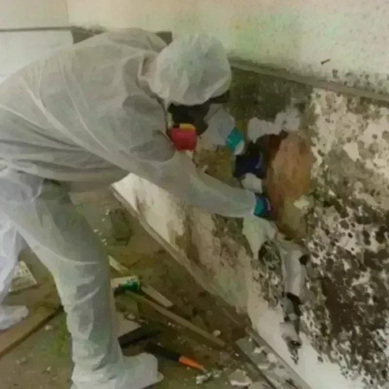 Mold Remediation and Removal in Fruit Hill, OH